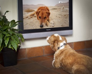 Dog TV